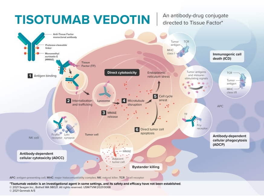 Tisotumab Vedotin Pfizer Oncology Development Website   Tisotumab Mechanism 